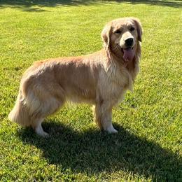 Rona - Golden Retriever