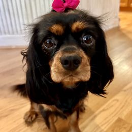 Hazel - Cavalier King Charles Spaniel
