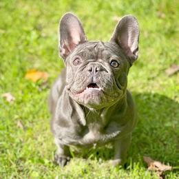 Marina - French Bulldog