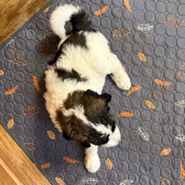 Conway - Brindle and white male Saint Berdoodle puppy in San Antonio, Texas from Mammoth Doodles