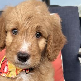 Boy 2 - Red Bernedoodle puppy in Macon County, North Carolina from Mountain Doodles
