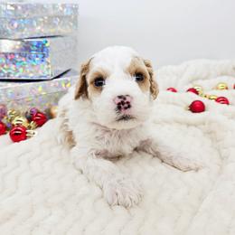 Chili - Red male Bernedoodle puppy in Granton, Wisconsin from Rose River Farms