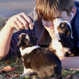 Toy Australian Shepherd Puppies from Shooting Stars Ranch Toy and Mini Aussies