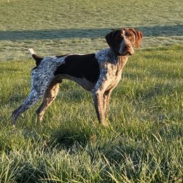 Bo - German Shorthaired Pointer