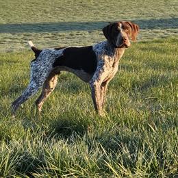 Bo - German Shorthaired Pointer