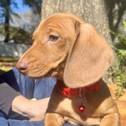 Dachshund Puppies from Snarky Doxy Miniature Dachshunds