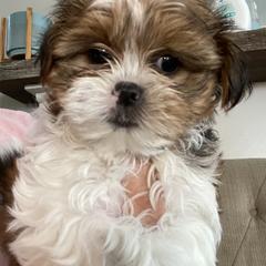 Shih Tzu, Shorkie, Yorkipoo, and Yorkshire Terrier Puppies from Little Rascal Ranch