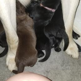 Labrador Retriever Puppies from Copper Creek Outfitters and Kennel