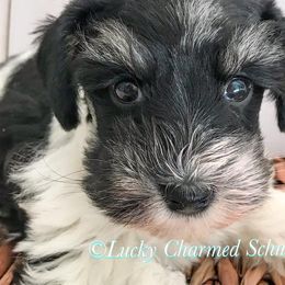 Miniature Schnauzers from Lucky Charmed Schnauzers