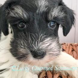 Miniature Schnauzers from Lucky Charmed Schnauzers