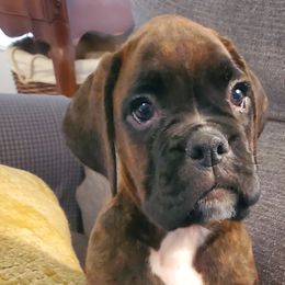 King - Brindle Boxer puppy in Evans, Georgia from Kimberly's Boxers