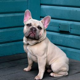 French Bulldog All Grown Up from Jessie's Frenchies