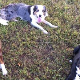 Border Collies from Morning Glory Farm-border collies