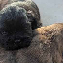 Shih Tzus from Shih Tzu puppy