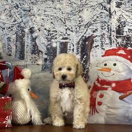 Marley - Cream male Goldendoodle puppy in Owenton, Kentucky from Elagant Acres