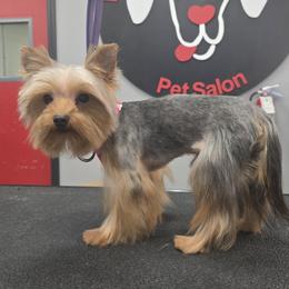 Thor  3.8lb - Black and tan male Yorkshire Terrier puppy in Las Vegas, Nevada from Made in Heaven Yorkshire Terrier Las Vegas