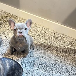 Opal - Blue female French Bulldog puppy in Campbell Hall, New York from Charlie’s Frenchies