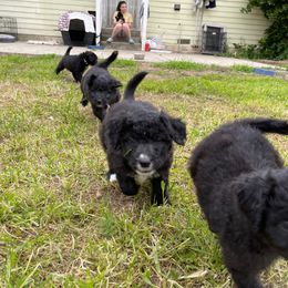 Poodle Puppies from Fluffy Doodle Farms