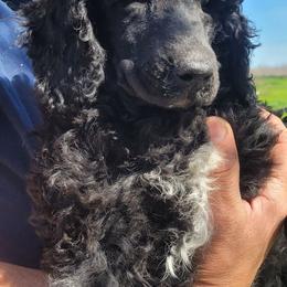 Ringo 30 pounds - Black male Poodle puppy in Orland, California from Elliott's Elite Puppies