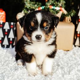Tri 2 - Black tri male Miniature Australian Shepherd puppy in Perry, Arkansas from Jones ASDR Registered Toy / Mini Aussies