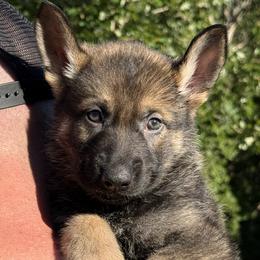 Gray - Sable male German Shepherd puppy in Buffalo, West Virginia from Z Tykev Vino LLC