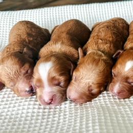 Cavapoochons from Apricot Lane Puppy