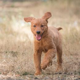 Goldendoodle, Golden Retriever, and Poodle Puppies from Oregon's Oodles of poodles & doodles