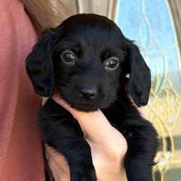 Sally - Black female Dachshund puppy in Ragland, Alabama from PK livestock