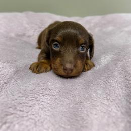 Sophia - Chocolate and tan female Dachshund puppy in Arab, Alabama from Cantrell’s Dachshund Den
