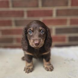 Dachshund Puppies from Royal Dackel Haus
