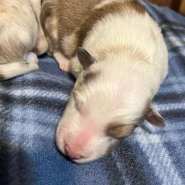 Rusty - Sable merle and white male Shetland Sheepdog puppy in Kerville, Texas from Cedar Hill Kennels