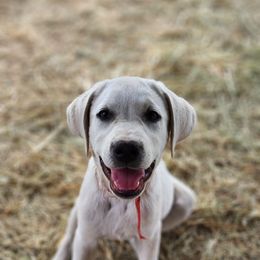Howie Boy 5 - Labrador Retriever puppy in Priest River, Idaho from Lazy Daisy Labs