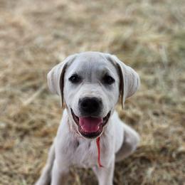 Howie Boy 5 - Labrador Retriever puppy in Priest River, Idaho from Lazy Daisy Labs