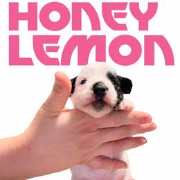 Honey Lemon - Sable female Chinese Crested puppy in Destin, Florida from Fairy Tale Cresteds