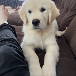 Golden Retriever Puppies from Mia Ragazza Golden Retrievers