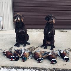 Pudelpointers from Rebel Point Pudelpointers