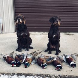 Pudelpointers from Rebel Point Pudelpointers