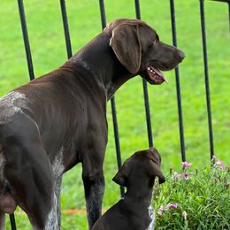 Briar - German Shorthaired Pointer