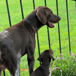 Briar - German Shorthaired Pointer