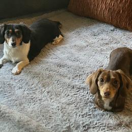 Peach, Nugget - Black and tan female Dachshund puppy in Belfair, Washington from CreekSide Mini Doxies
