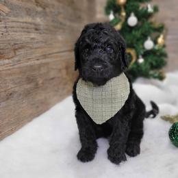 Rick - Black male Goldendoodle puppy in Woodburn, Indiana from DNLS Doodle Puppies