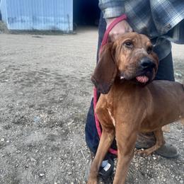 Copper - Red male Bloodhound puppy in Conway, Missouri from Ozark Mountain Kennel