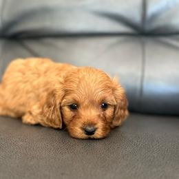 Jill - Red female Cavapoo puppy in Saint George, Utah from Fitzdoodles