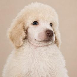 Muffin - Cream female Poodle puppy in Grovetown, Georgia from PND Kennel