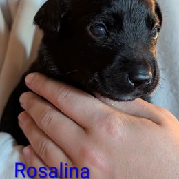 Rosalina, Blue Collar - Black female Labrador Retriever puppy in Commerce, Oklahoma from Standing Water Kennels