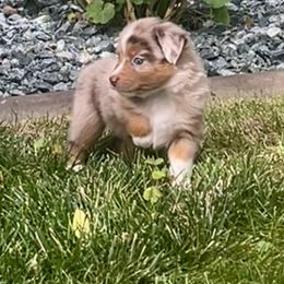 Toy Australian Shepherd Puppies from Buffy’s Little Aussies