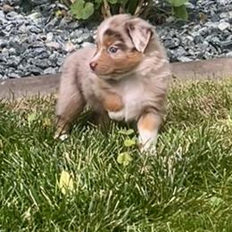 Toy Australian Shepherd Puppies from Buffy’s Little Aussies