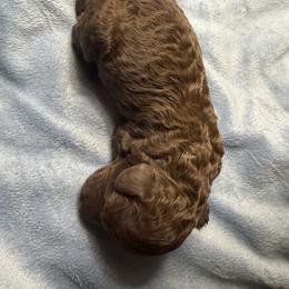 Brown - Chocolate male Labradoodle puppy in Shingle Springs, California from California Double Doodles