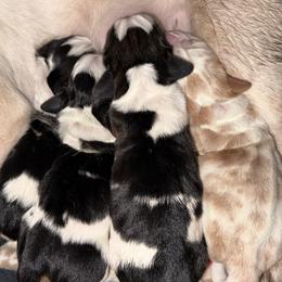 Maddy - Black brown and white female Basset Hound puppy in New Mexico from Long Dog Ranch