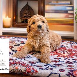 Dallas - Apricot male Goldendoodle puppy in Lake Charles, Louisiana from Perfect Fit Poodles & Doodles